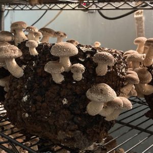 Spent Mushroom Grow Blocks