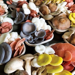 Cultivated Mushroom Mix, Fresh