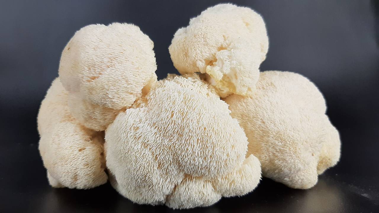 Lion’s Mane Mushrooms