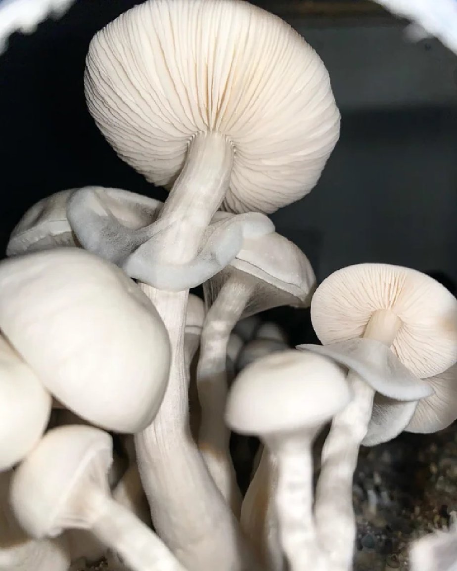 Albino Louisiana Cubensis Mushroom Spores