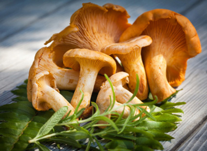 Girolle Mushrooms, Fresh