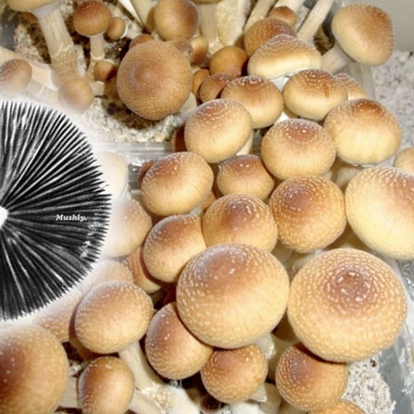 Orissa India Mushroom Spores