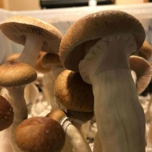 McKennaii Mushroom Spores
