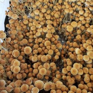 Psilocybe Cubensis Menace Mushroom Spores